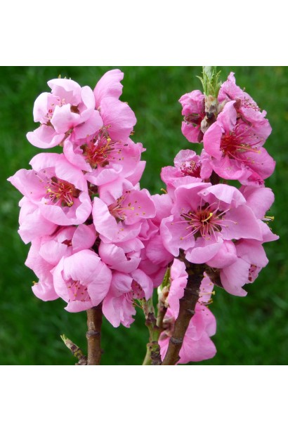 Цвітіння нектарину Стармен 